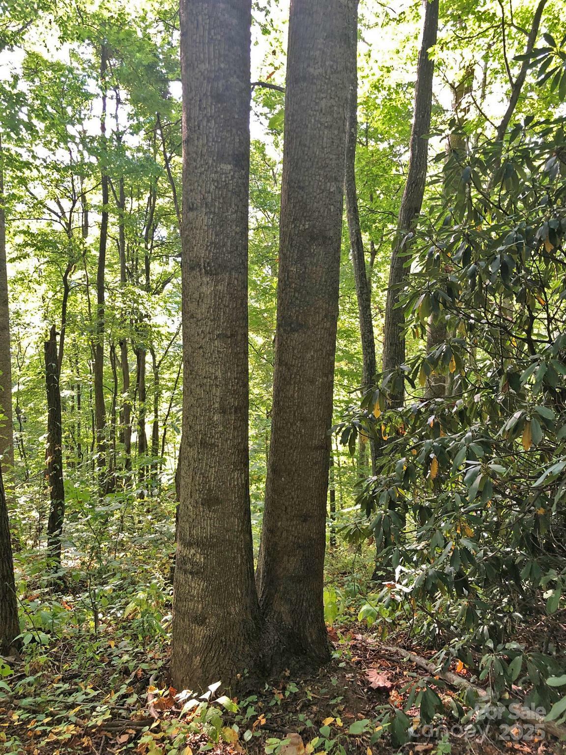 Property Photo: 112 &Amp 113 Grouse Road NC 28721