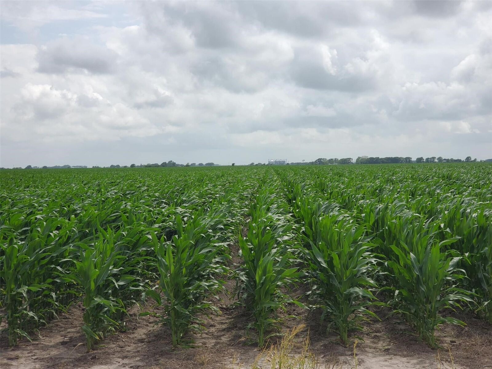 Property Photo:  0 County Road 208  TX 77962 
