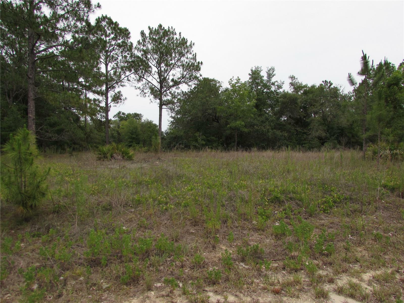 Property Photo: Lot 40 SW South Wind Court FL 34431