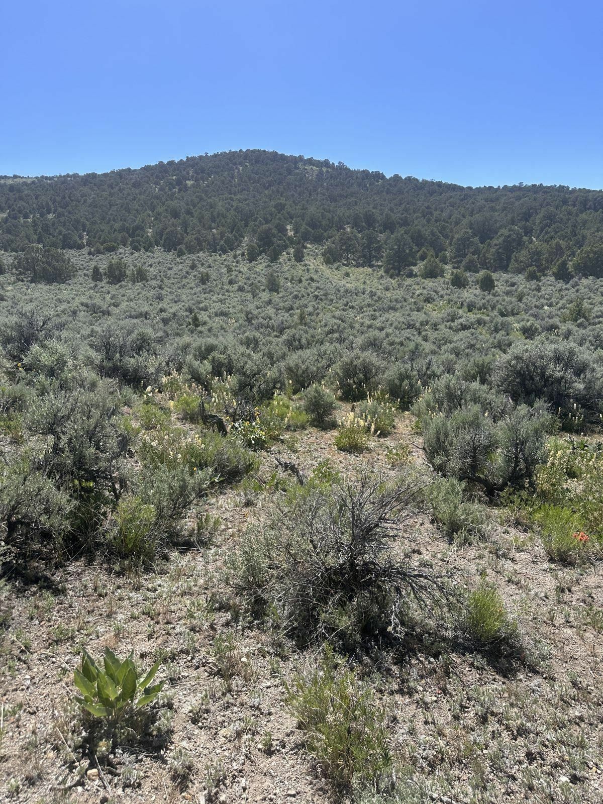 Property Photo:  009-37G-002  NV 89830 