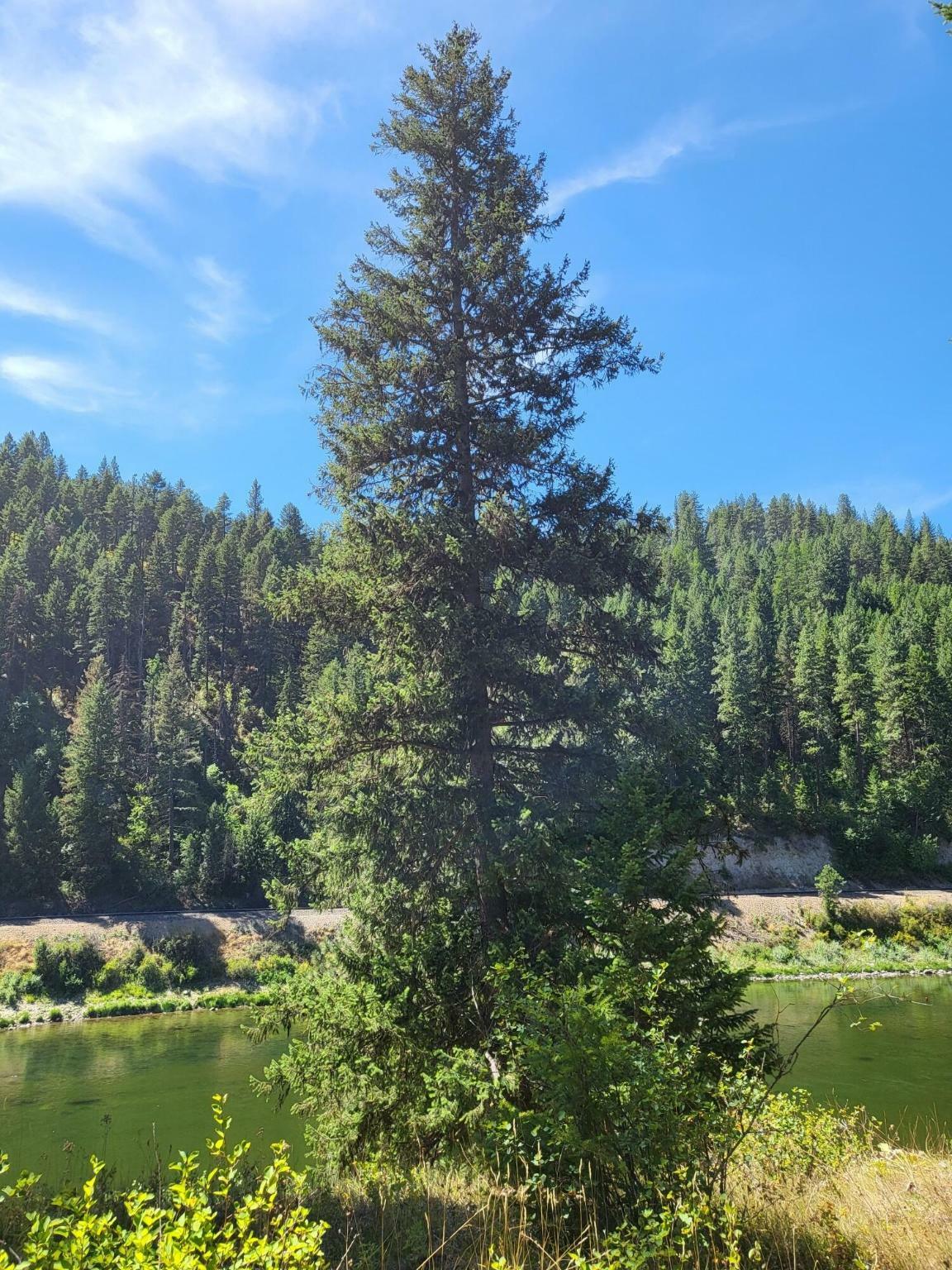 Property Photo: Lot 13 Trestle Creek Drive MT 59866