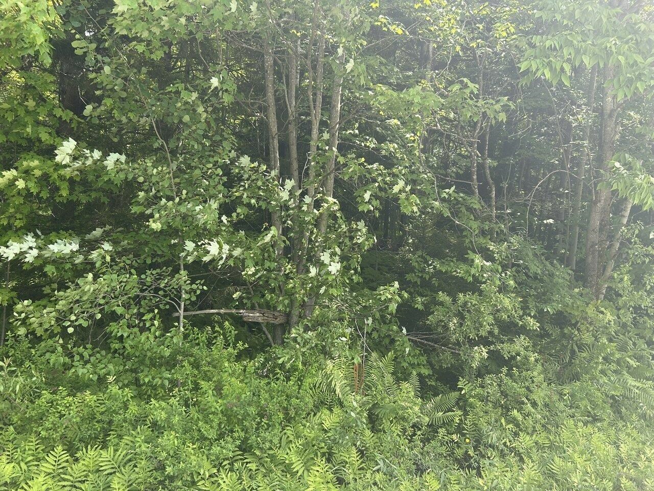 Property Photo: 0 Rushford Valley Road VT 05471