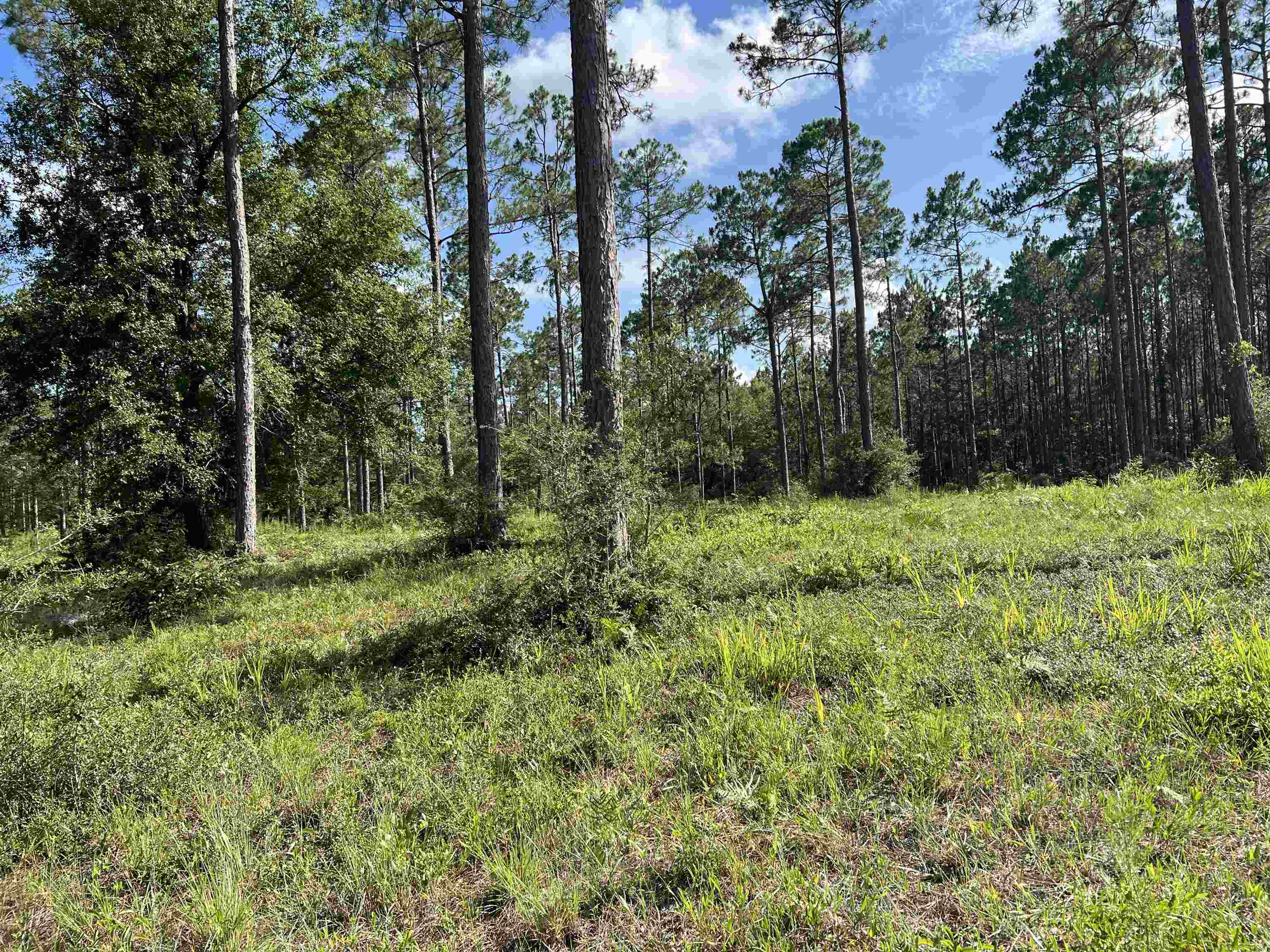 Property Photo: Lot I 20 Hidden Horse Way FL 32305