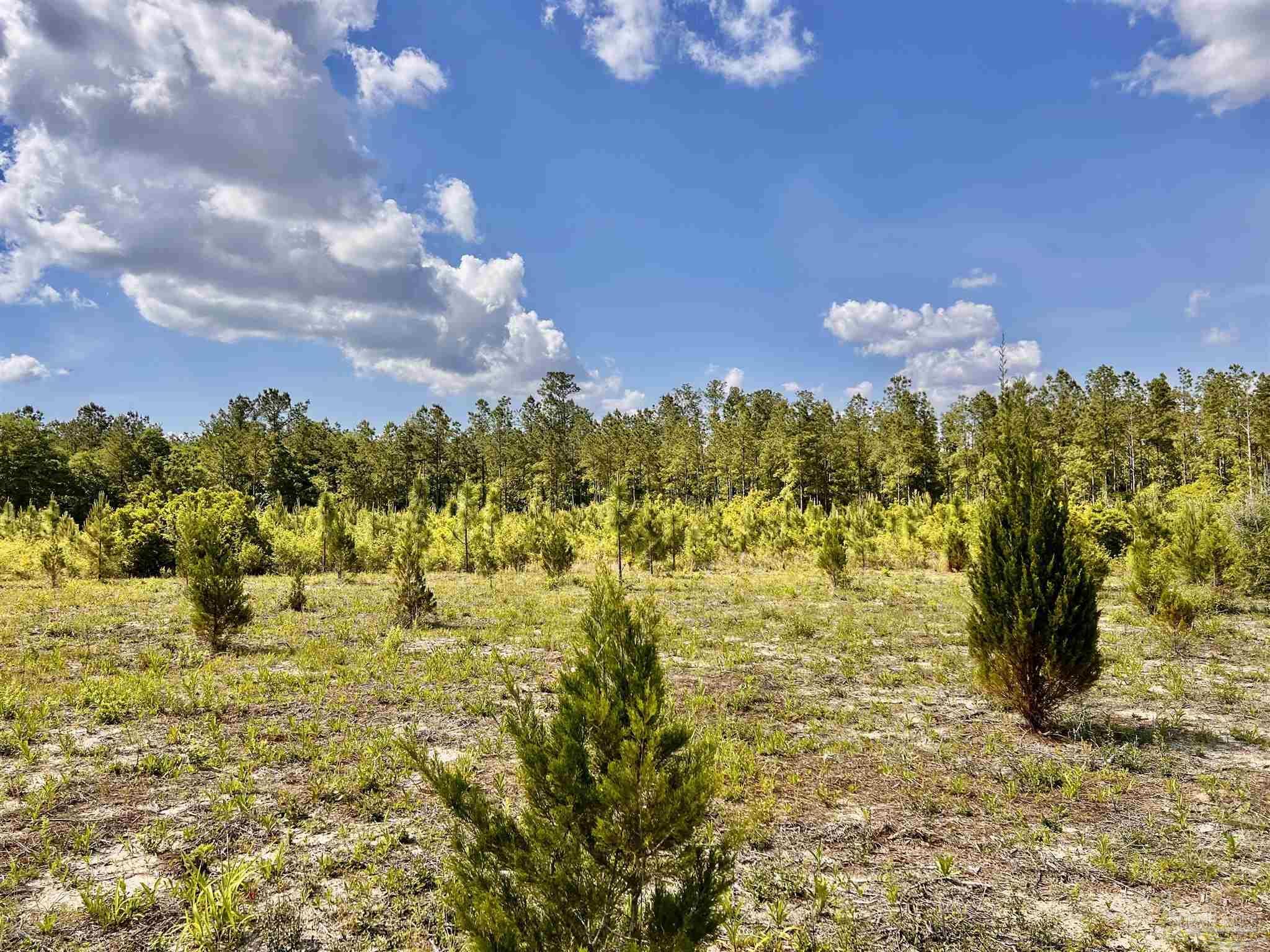 Property Photo: Lot 51 South Timber Ln FL 32571