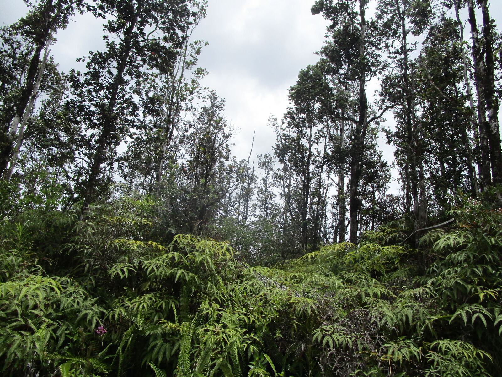 Property Photo: Road 9 (Koloa Maoli) HI 96760