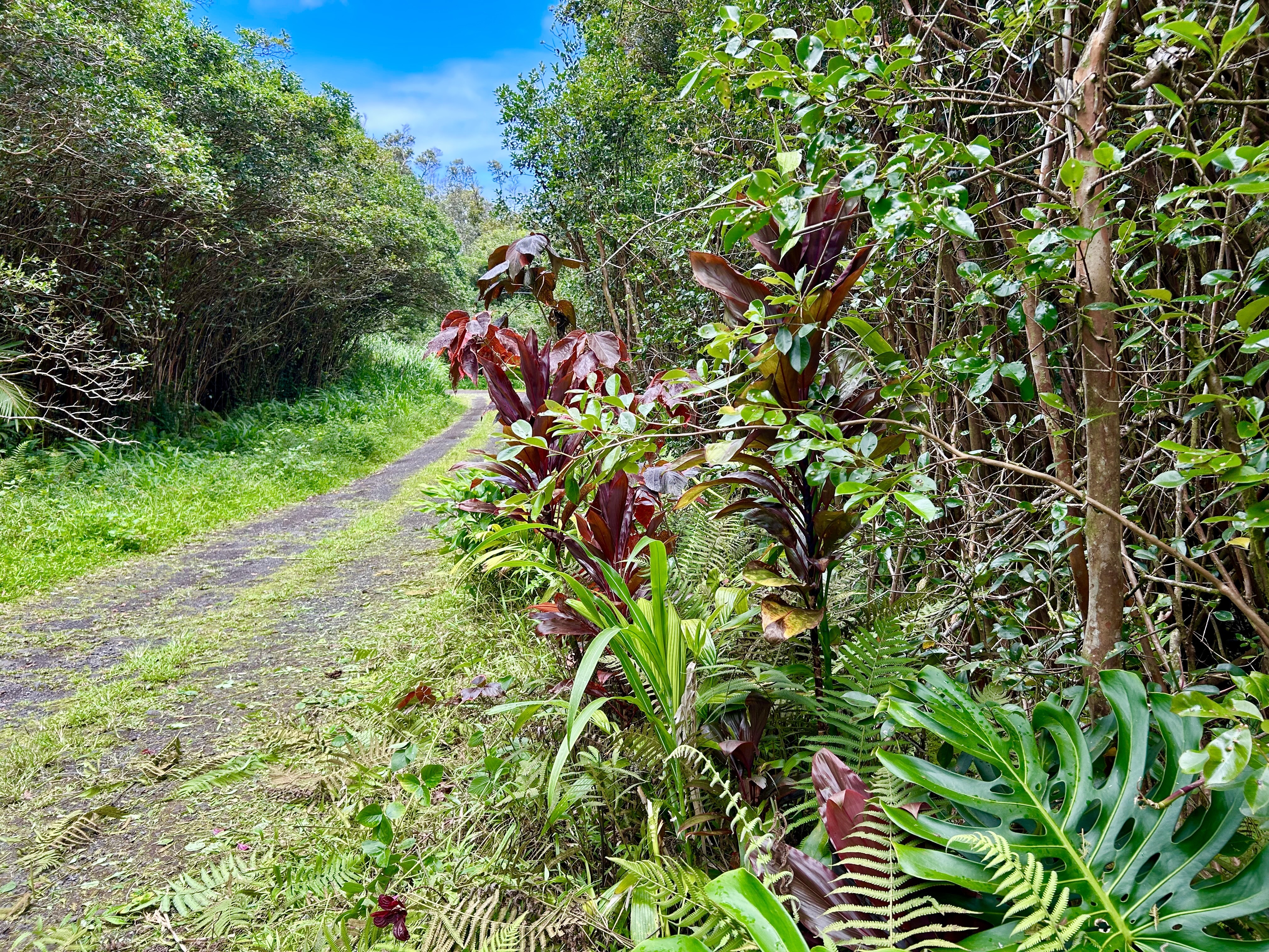 Molokai St  Pahoa HI 96778 photo