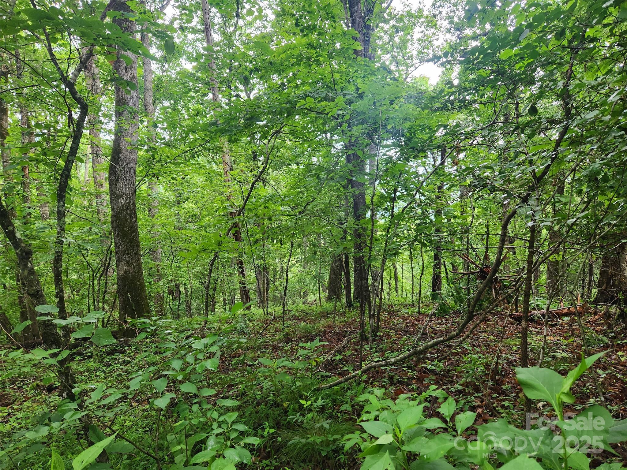 Tbd Henry Worley Lane  Marshall NC 28753 photo
