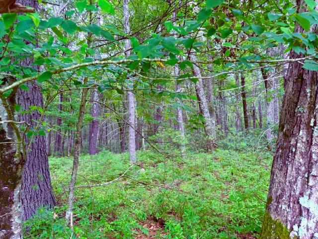 Property Photo: Lot 42 Leers Road NY 12737