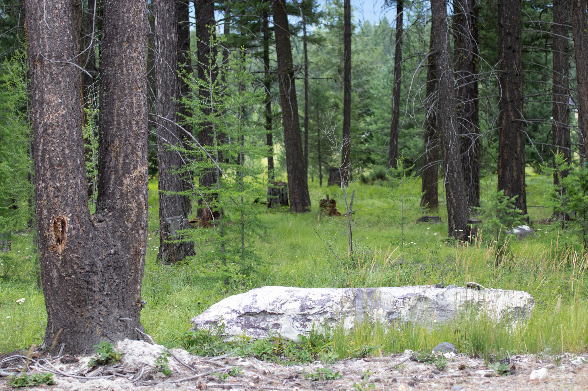 Property Photo:  Address To Be Determined The Woodlands Lot 9  MT 59937 