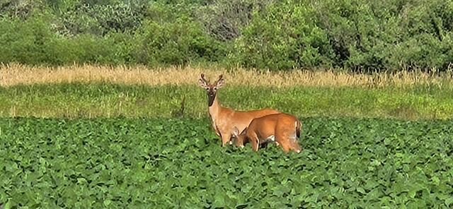 Property Photo:  Xxxx Willow Road NE  MN 56319 