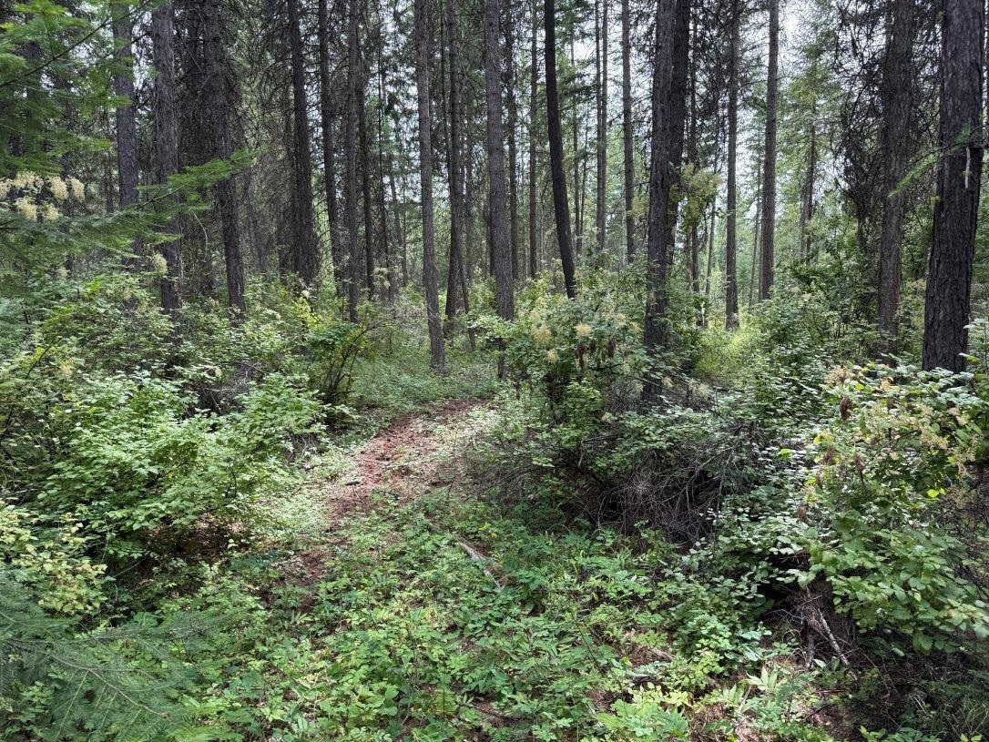 Property Photo: Lot 2 Springdale Hunters Rd WA 99173