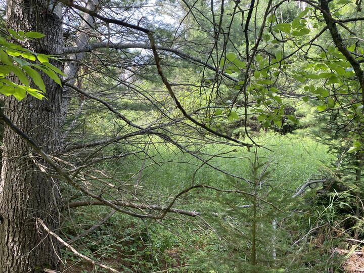 Property Photo: V/L Walsh Road MI 49721