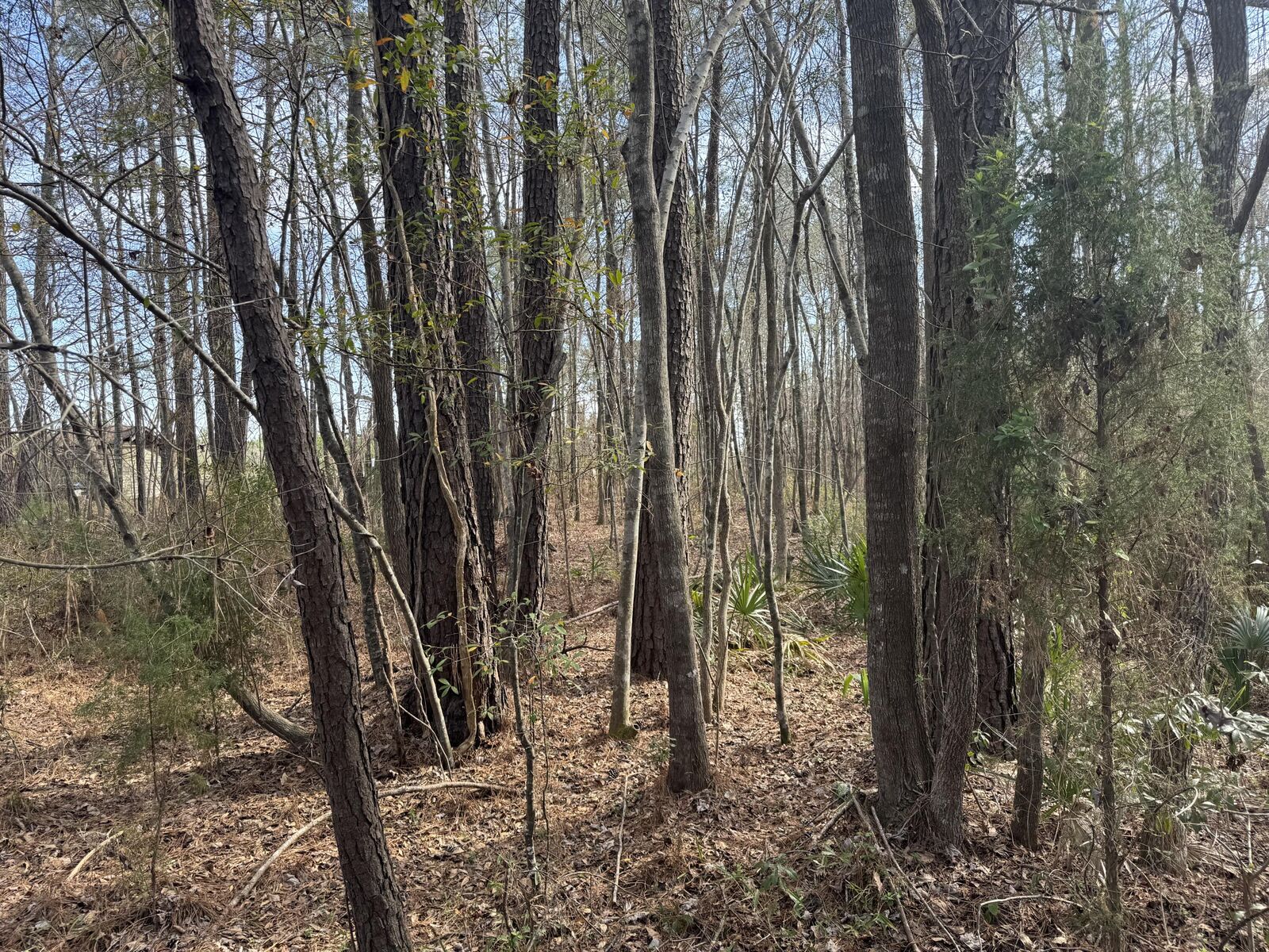 Property Photo:  0 Branton Lane  SC 29461 