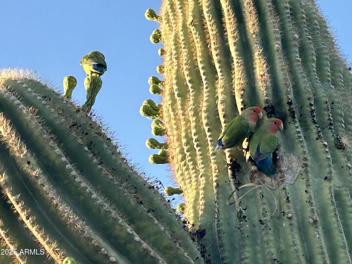 Property Photo: 6614 E Juniper Avenue AZ 85254