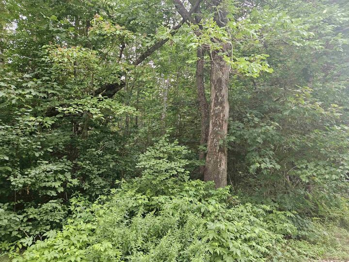 Property Photo: Lot 36 &Amp 37 Agassiz Street NH 03574