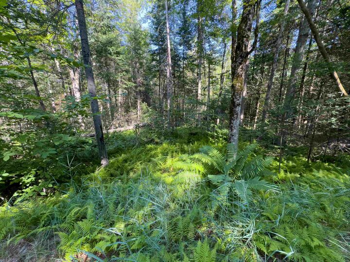 Property Photo:  00 Brushwood Road  NH 03765 