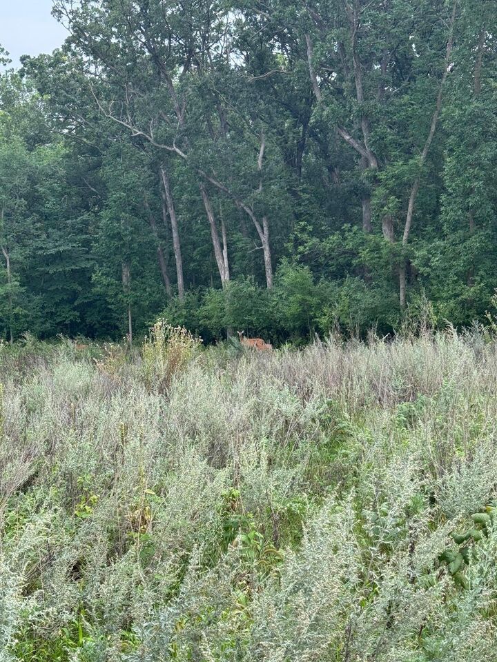 Property Photo:  Tbd N Fox Lake Lane  MN 56501 