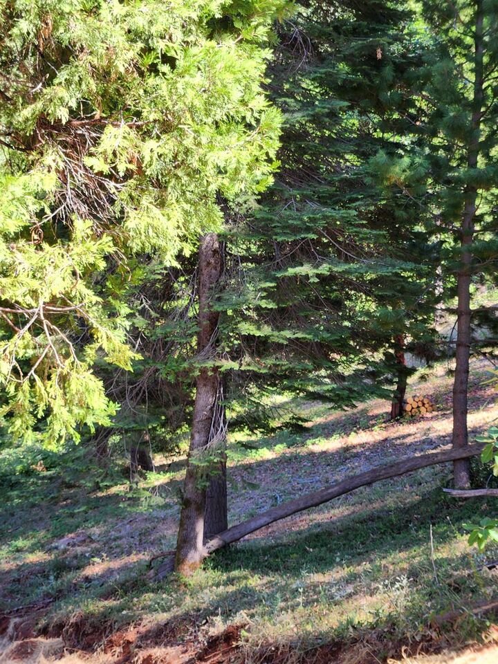 Property Photo: 11068 Merrill Court CA 95959