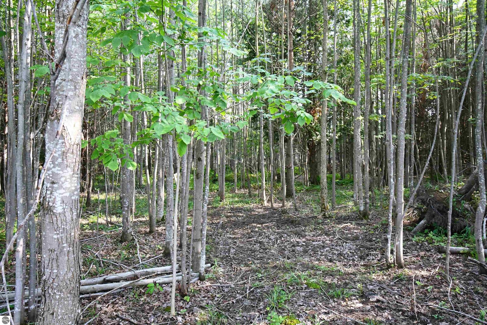 Property Photo:  9537 Lakeview Road  MI 49706 