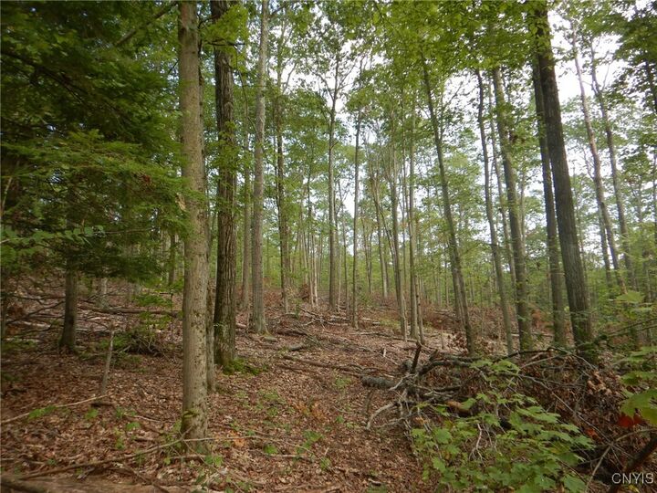 Perry Road  Richford NY 13835 photo