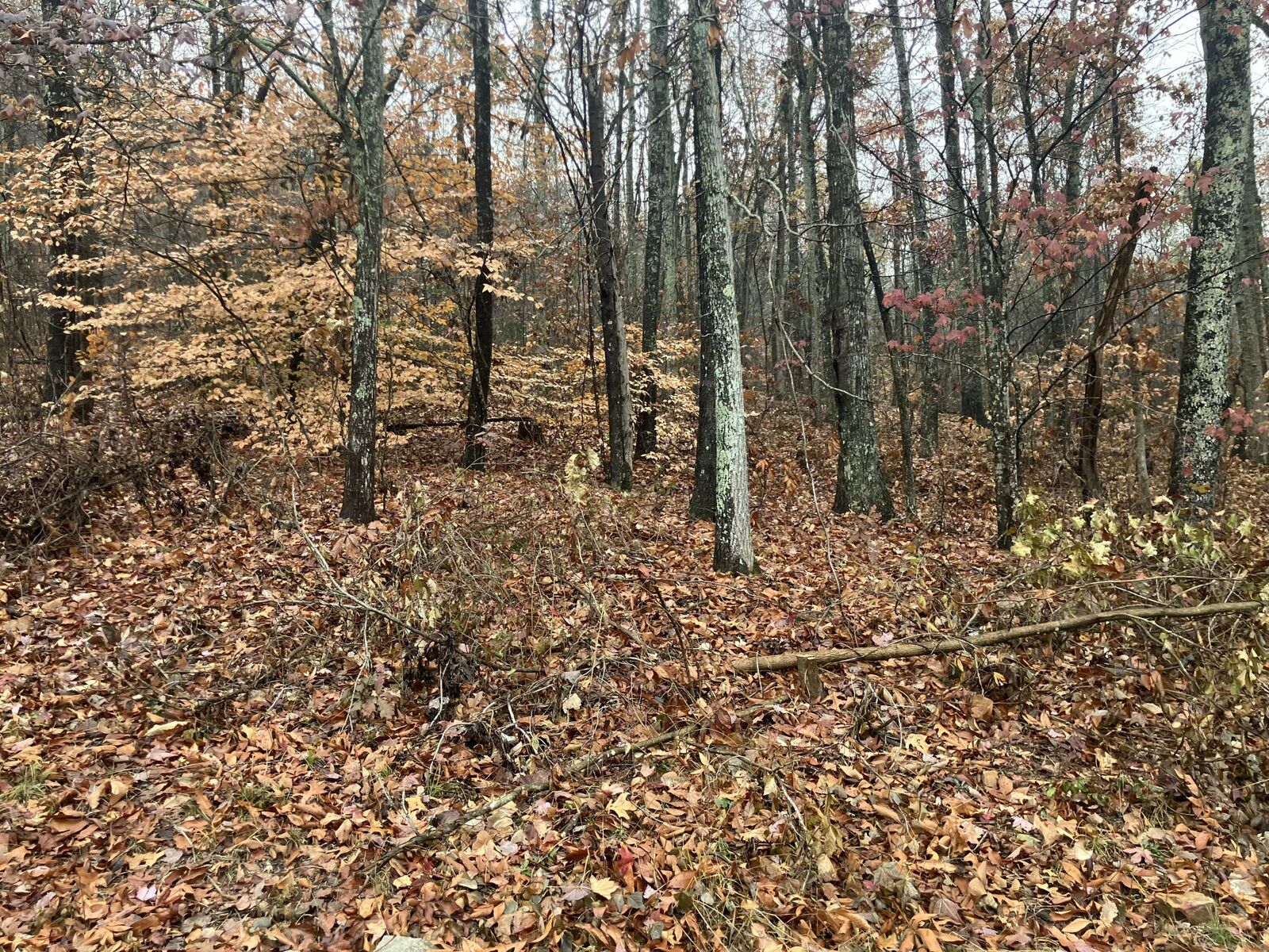 Property Photo: 5 Timber Ridge TN 37347