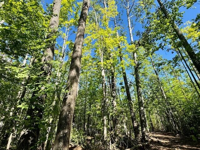 Property Photo:  Parcel C Long Lake Rd  MI 49721 