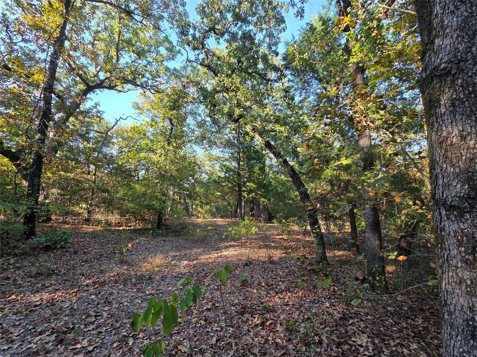 Property Photo:  Lot 466 Cr-4710  TX 75770