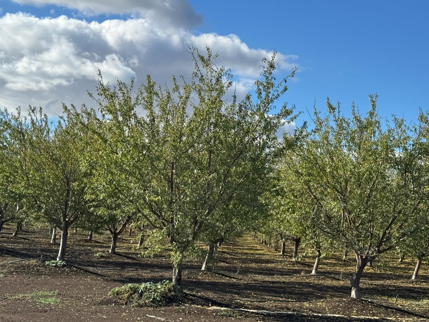 Property Photo: 0 Striplin Road CA 95668