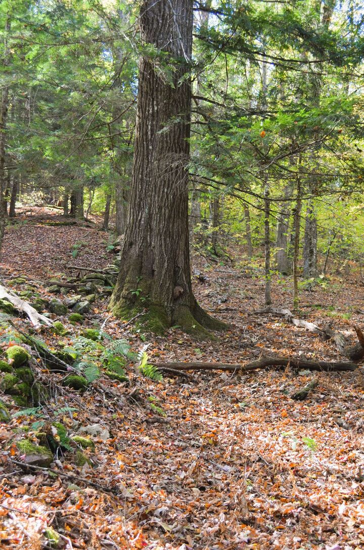 Property Photo:  29&Amp31 White Brook Road  NH 03448