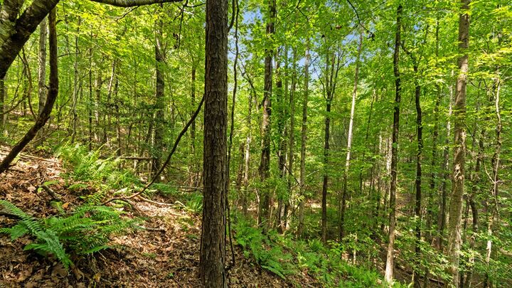 Property Photo:  55.4 Acres Ga Highway 0355  GA 31803 