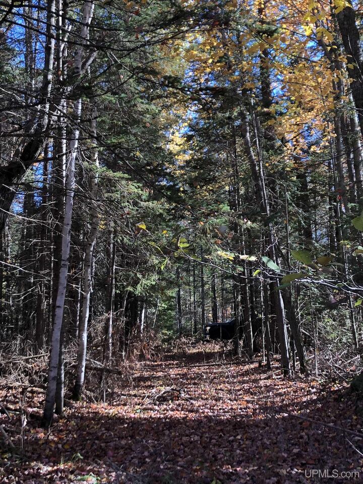 Property Photo: 260 N Beauyan Lake Drive MI 49833