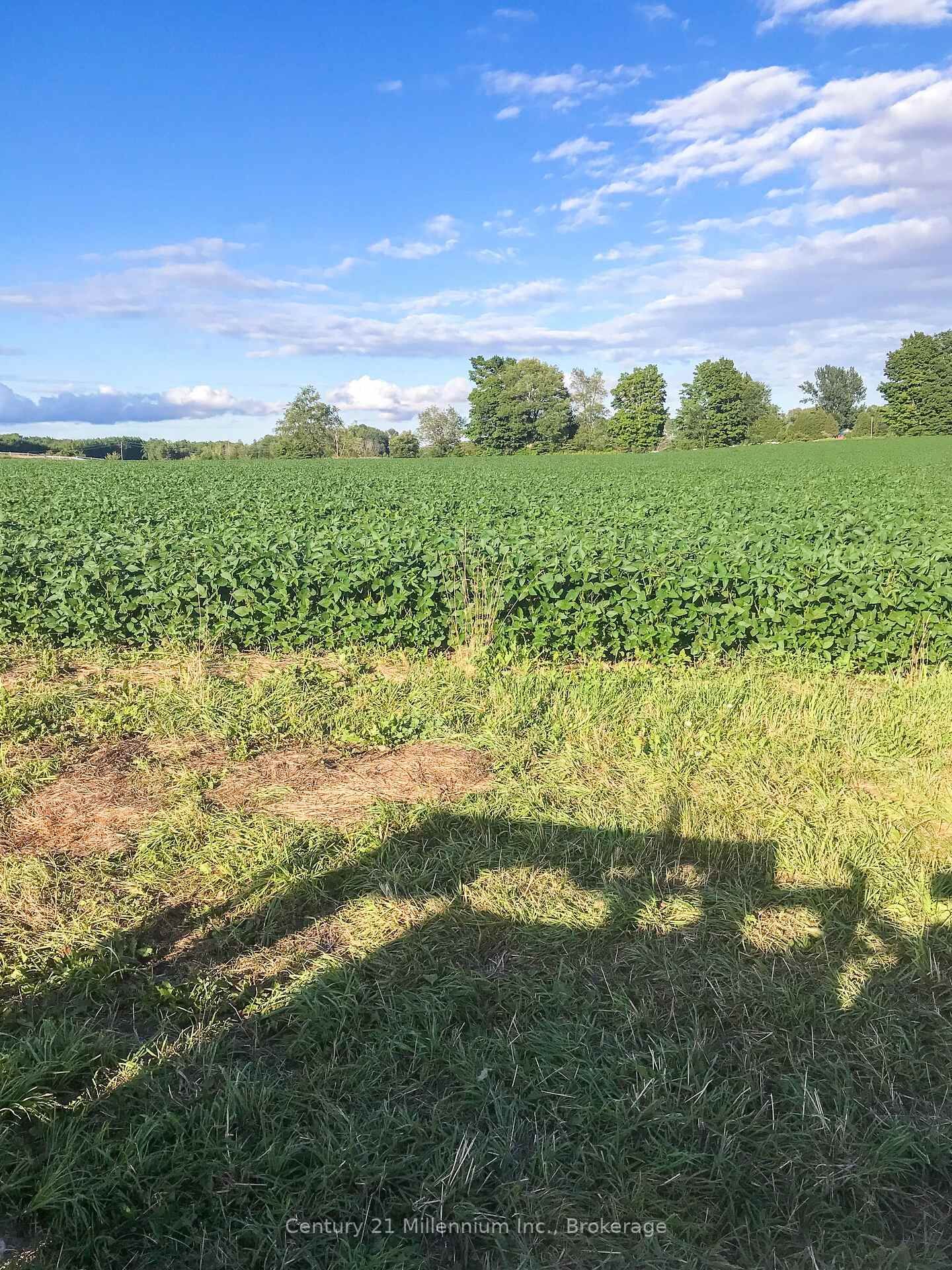 Photo de la propriété: 425158 Irish Lake Road ON N0C 1H0