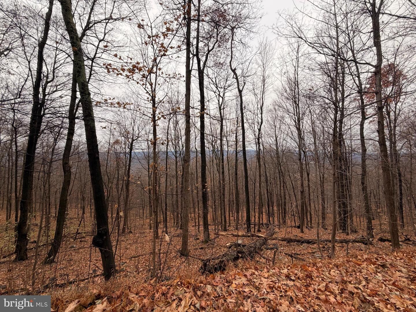 Property Photo: 6.71 Ac Lot 9 Gobbler Lane WV 25427