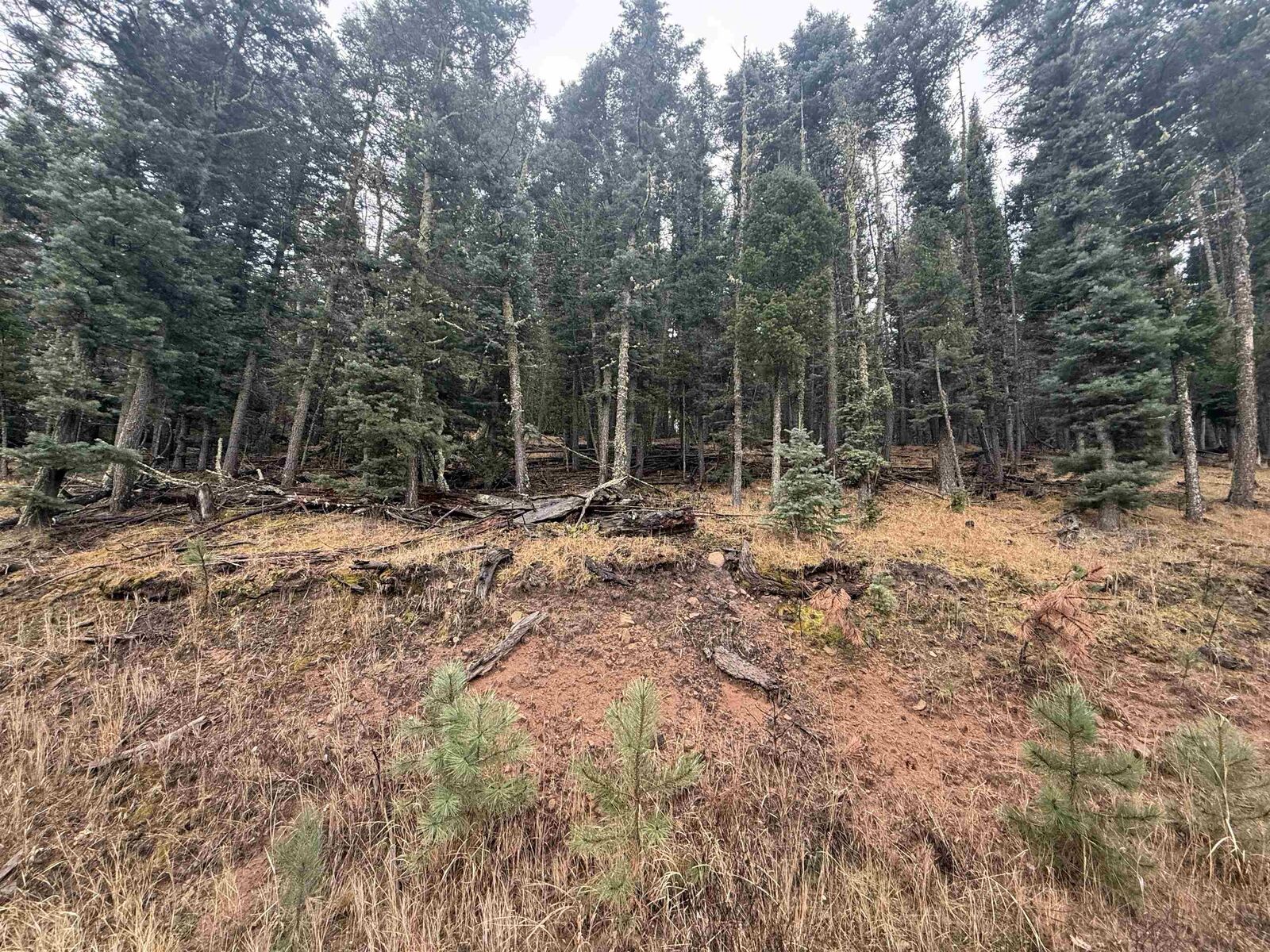 Property Photo:  Lot 29 San Andres Terr  NM 87710 