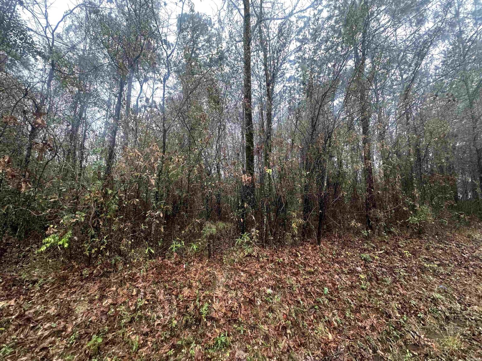 Property Photo: Tbd Dogwood Drive AR 72150