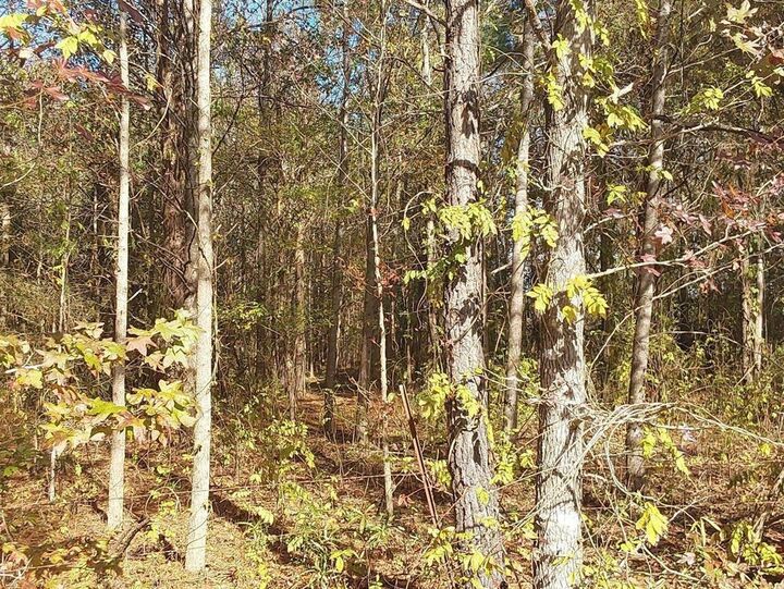 Property Photo: 0000 County Road 4560 TX 75565