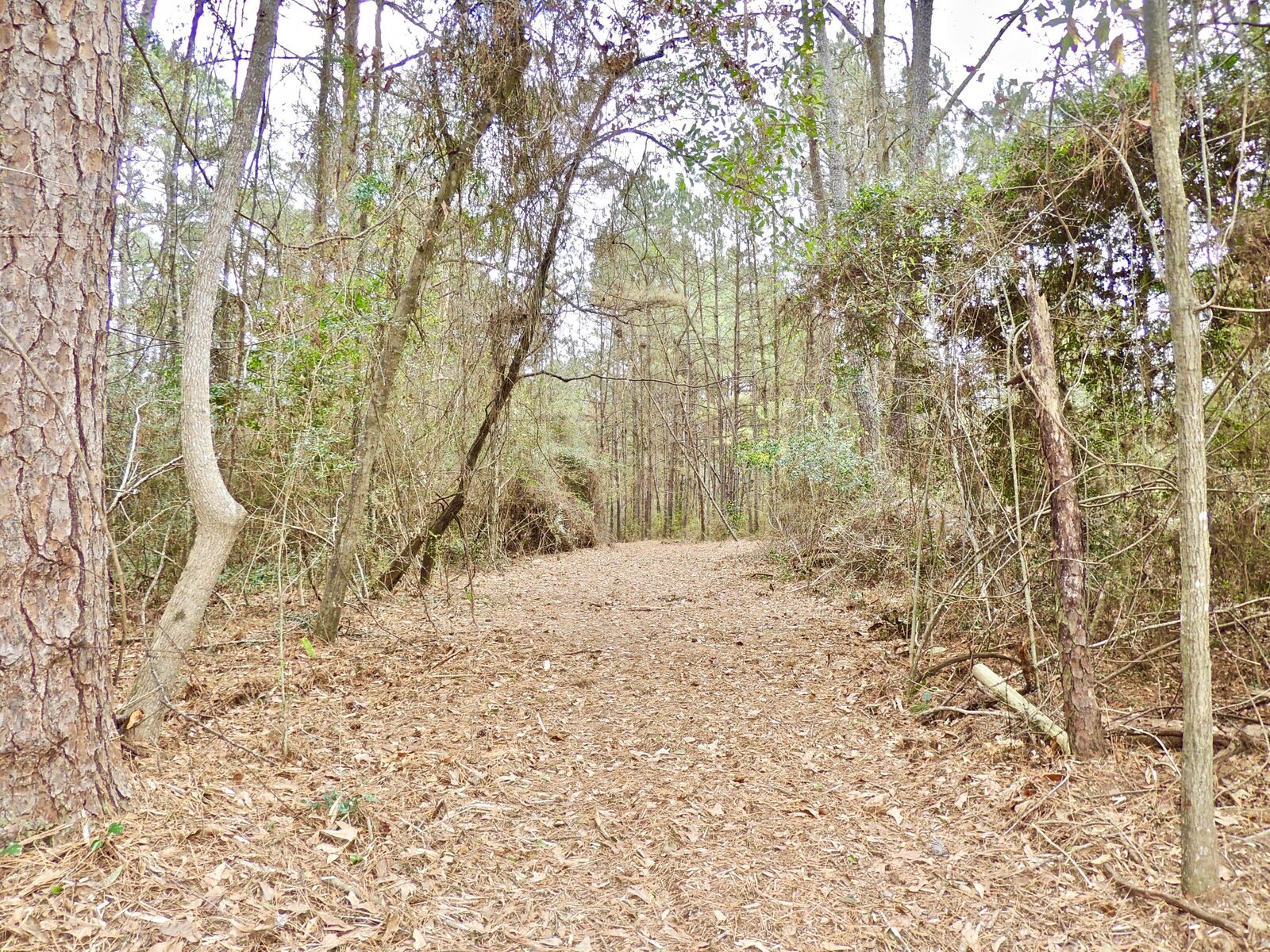 Property Photo:  000 Rocky Branch Rd.  MS 39482 