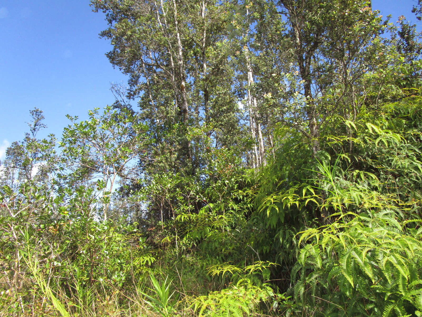 Property Photo: Road 9 (Koloa Maoli) HI 96760