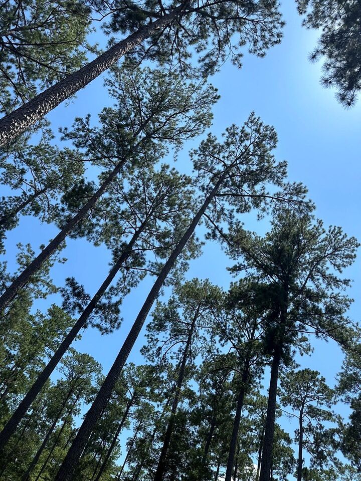 Property Photo:  Lot 2 Pr 6028  TX 75931 