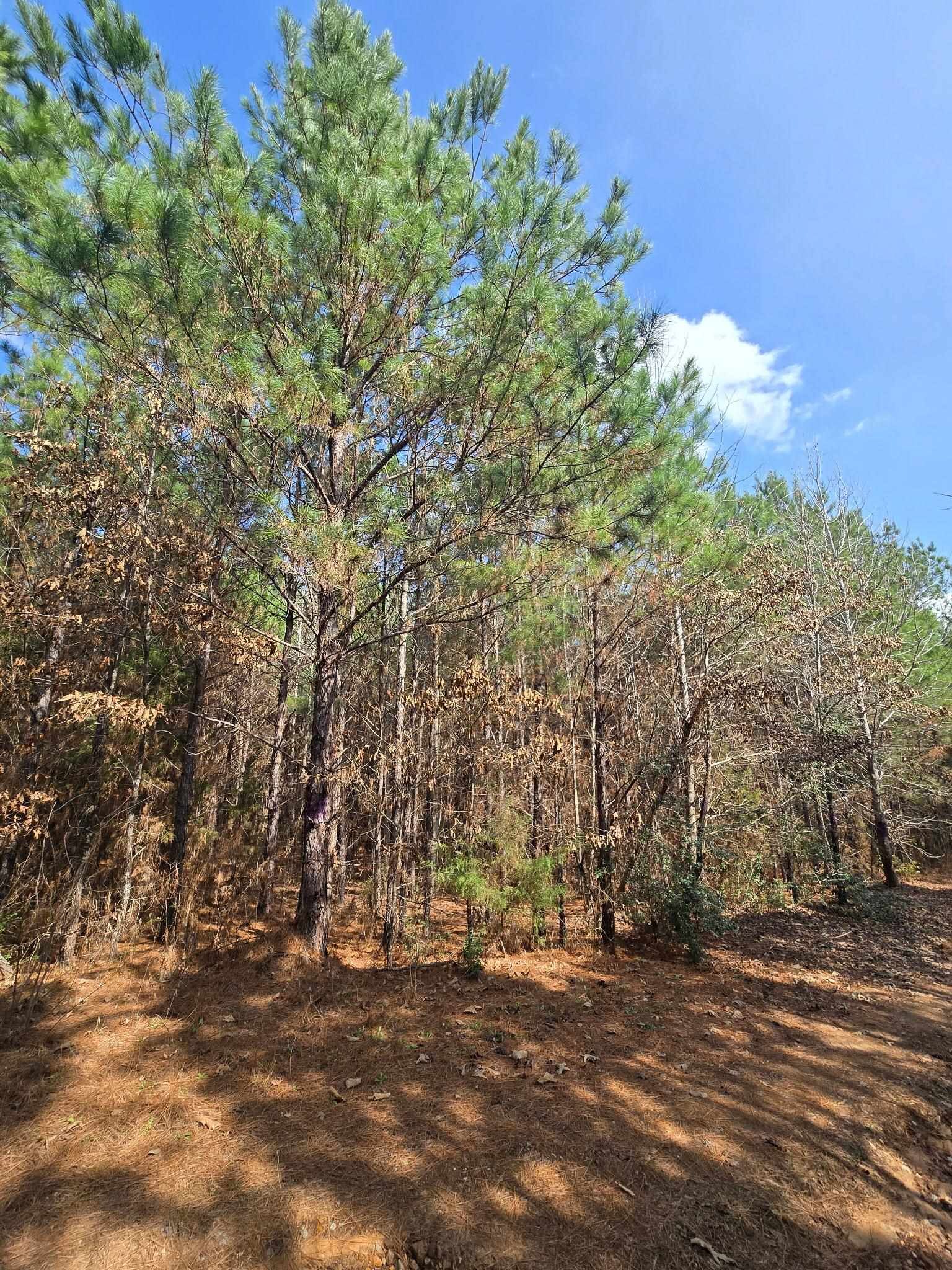 Property Photo: Tbd County Road 272 TX 75654