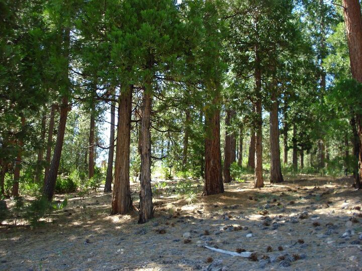 Property Photo:  43 Snowbush Way  CA 96122 