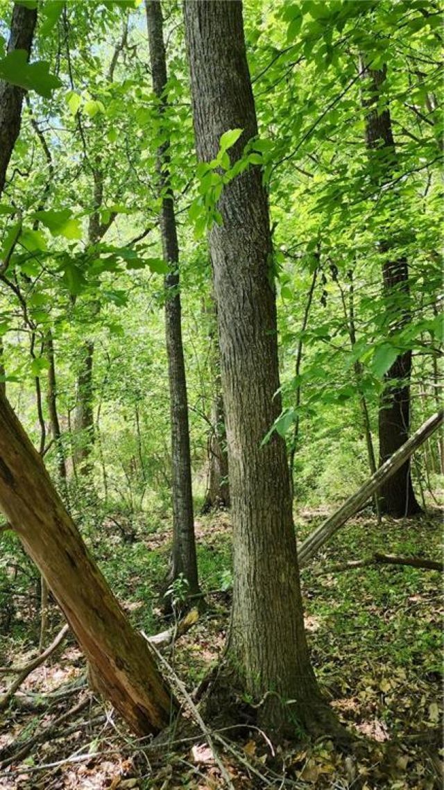 Property Photo:  1125 Cambridge Extension Street  SC 29620 