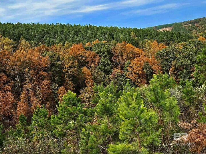 Property Photo:  0 County Road 79  AL 36577 