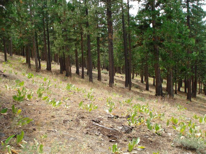 Property Photo:  307 Big Cedar Lane  CA 96122 