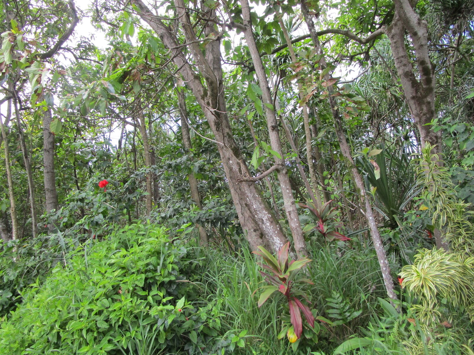 Property Photo:  Kekainehe St  HI 96778 