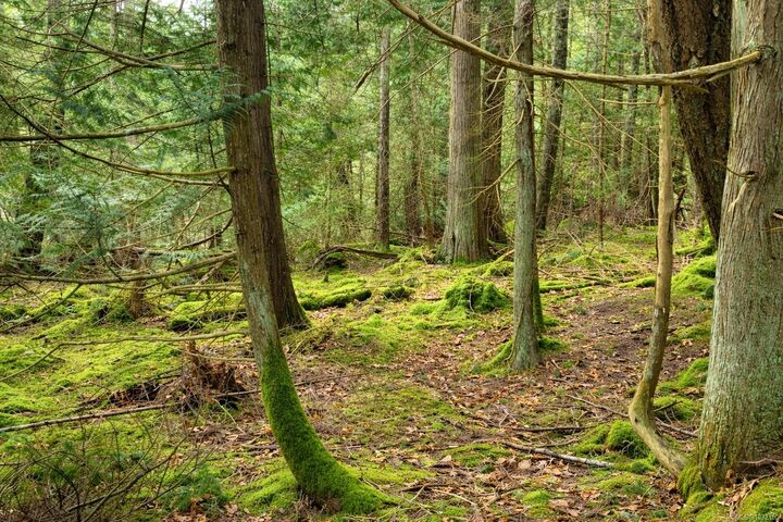 Property Photo:  Lot 88 Sockeye Dr  BC V0R 1X6 