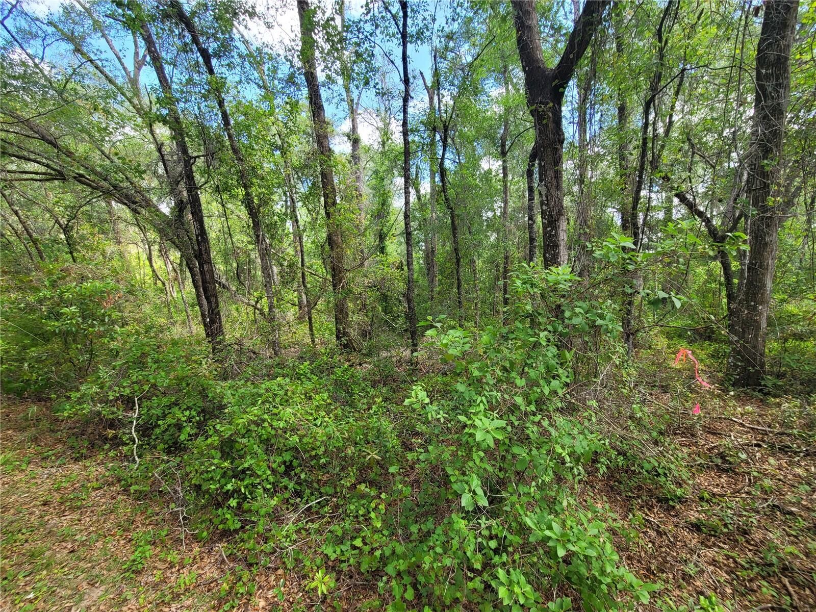 Property Photo:  910 Ferncreek Avenue  FL 34453 
