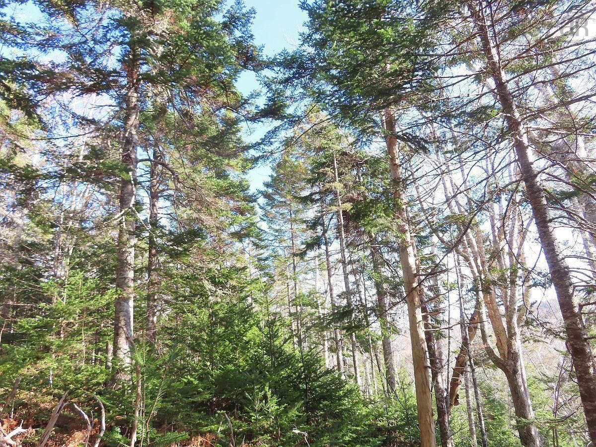 Property Photo:  46 Acres Washabuck Road  NS B2C 1N4 