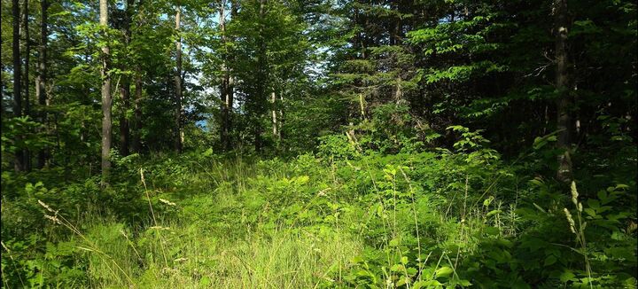 Property Photo:  83xxx - Lot 12 Ashwabay Road  WI 54814 