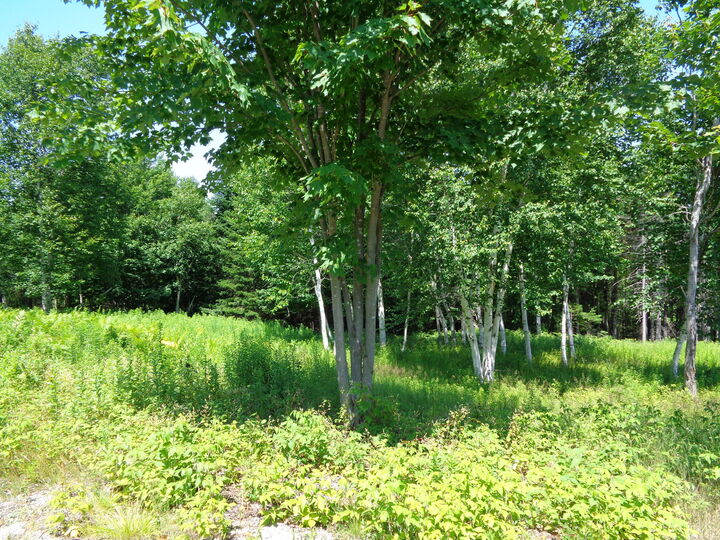 Property Photo: Lot 17 Bailey Mountain Road ME 04634